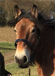 Raïssa de la Mess